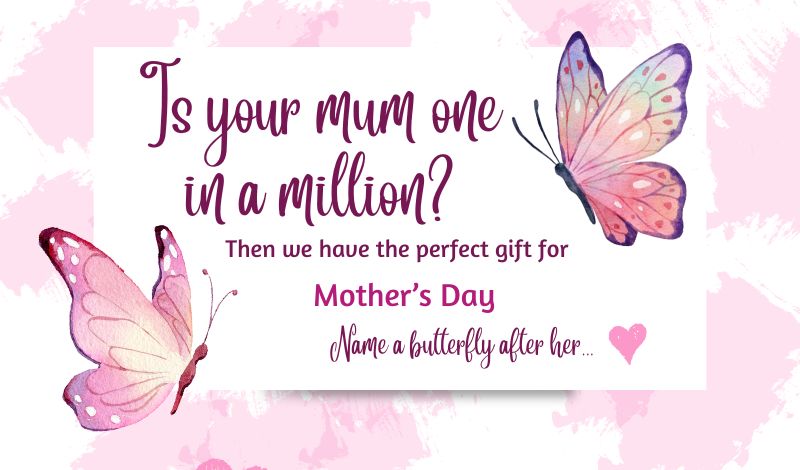 Name a Butterfly for Mother's Day article image